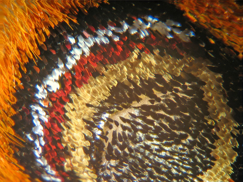 Eudia pavonia - Saturnia (Eudia) pavoniella